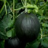 Price: €2.45 - Σπόροι πεπονιού Μαύρο - Seeds Gallery