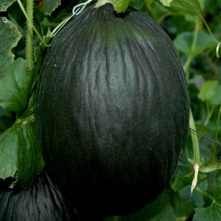 Black Melon Seeds 2.45 - 3