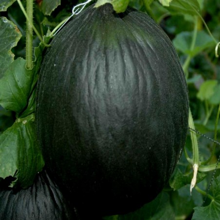 Price: €2.45 - Schwarze Zuckermelone Samen - Seeds Gallery