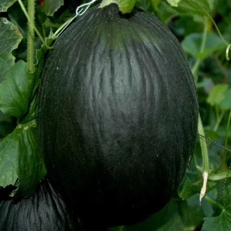 Svart Melon frön