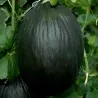 Black Melon Seeds