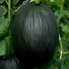 Price: €2.45 - Σπόροι πεπονιού Μαύρο - Seeds Gallery