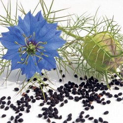 Echte Schwarzkümmel Samen (Nigella sativa) 2.45 - 1