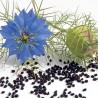 Black Caraway, Black Cumin Seeds (Nigella sativa)