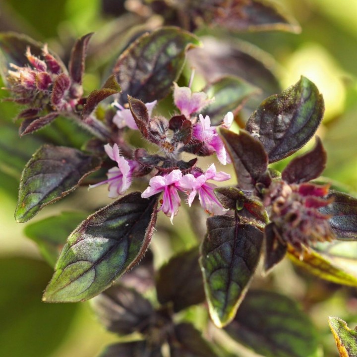 Basil Seeds MIX 4 different varieties - 216.985714