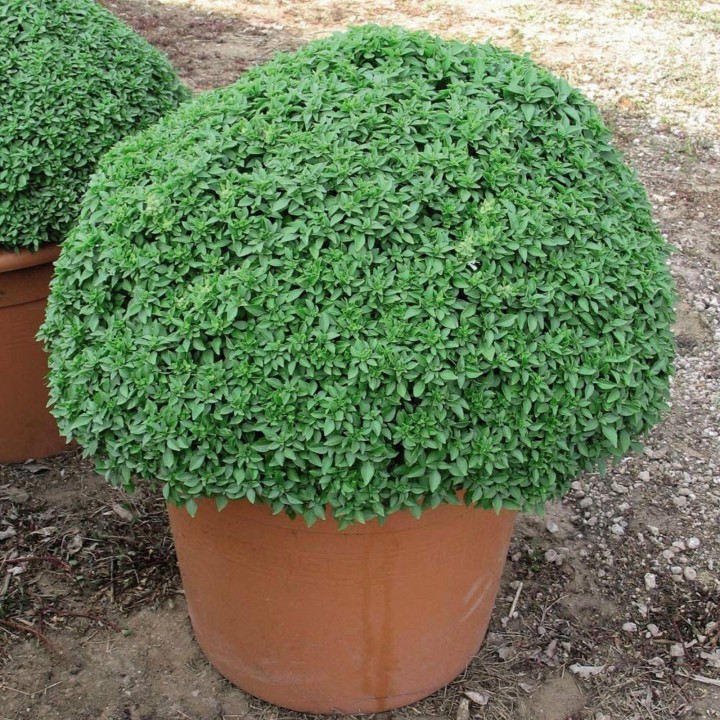 Basil Seeds MIX 4 different varieties - 216.985714