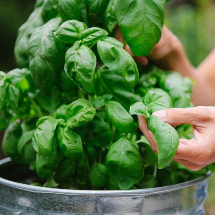 Basil Seeds MIX 4 different varieties - 216.985714