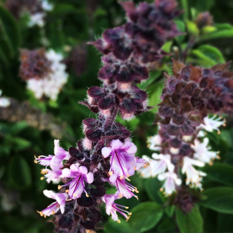 Semillas Albahaca MIX 4 variedades diferentes