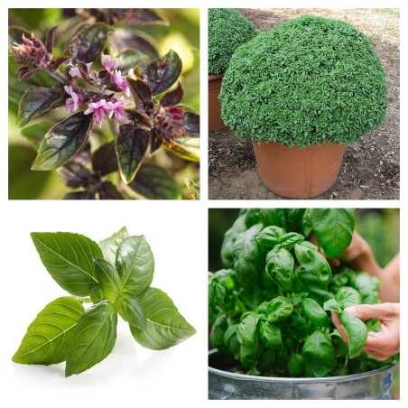 Semillas Albahaca MIX 4 variedades diferentes