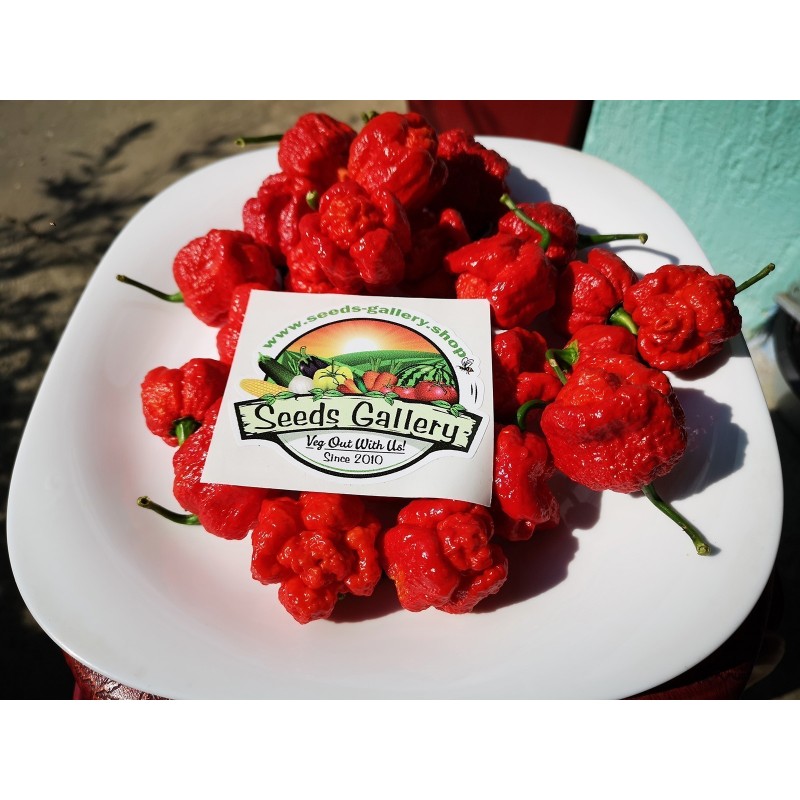 Price: €1.95 - Trinidad Moruga Frön 2 milj. Scoville - Seeds Gallery