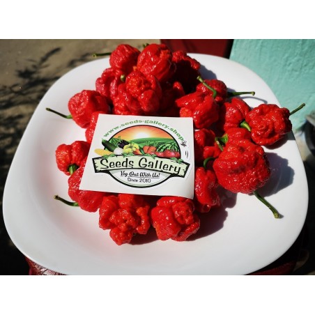 Price: €1.95 - Trinidad Moruga Frön 2 milj. Scoville - Seeds Gallery