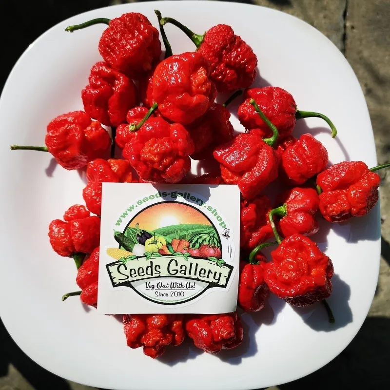Semillas de Pimiento Trinidad Scorpion Moruga