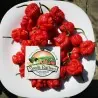 Semillas de Pimiento Trinidad Scorpion Moruga