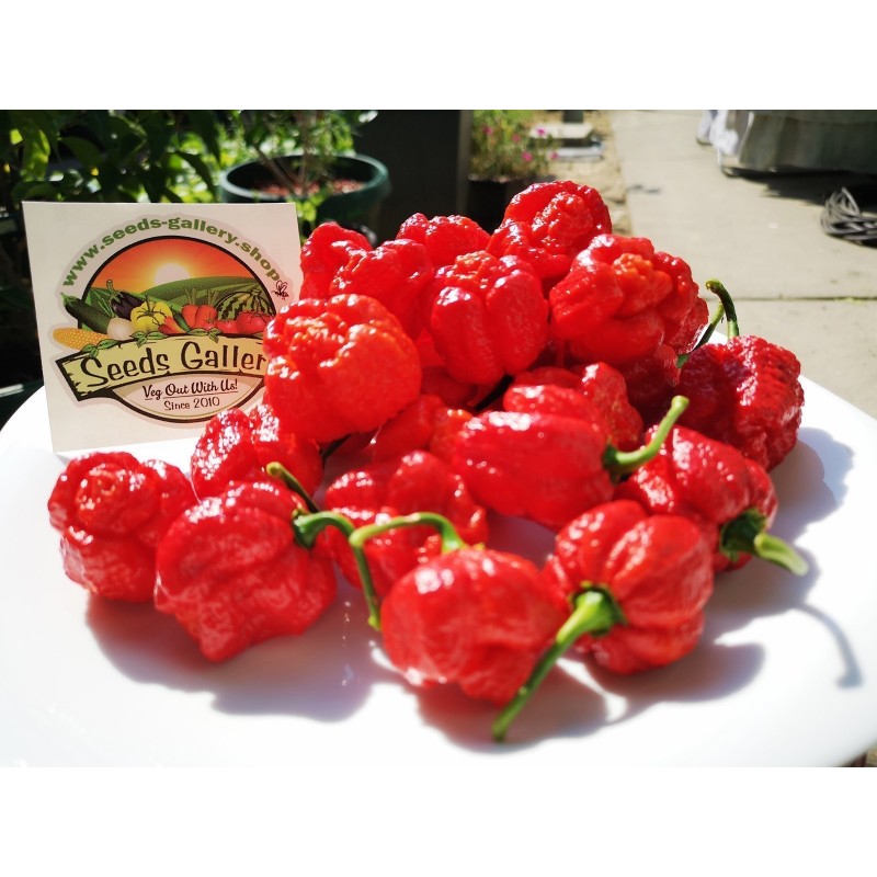 Price: €1.95 - Trinidad Moruga Scorpion Seeds Worlds Hottest - Seeds Gallery