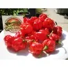 Graines Piments Force Extrême Trinidad Moruga Scorpion