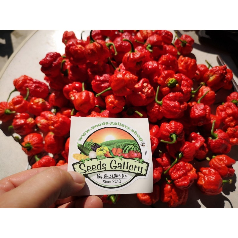 Price: €1.95 - Trinidad Moruga Frön 2 milj. Scoville - Seeds Gallery