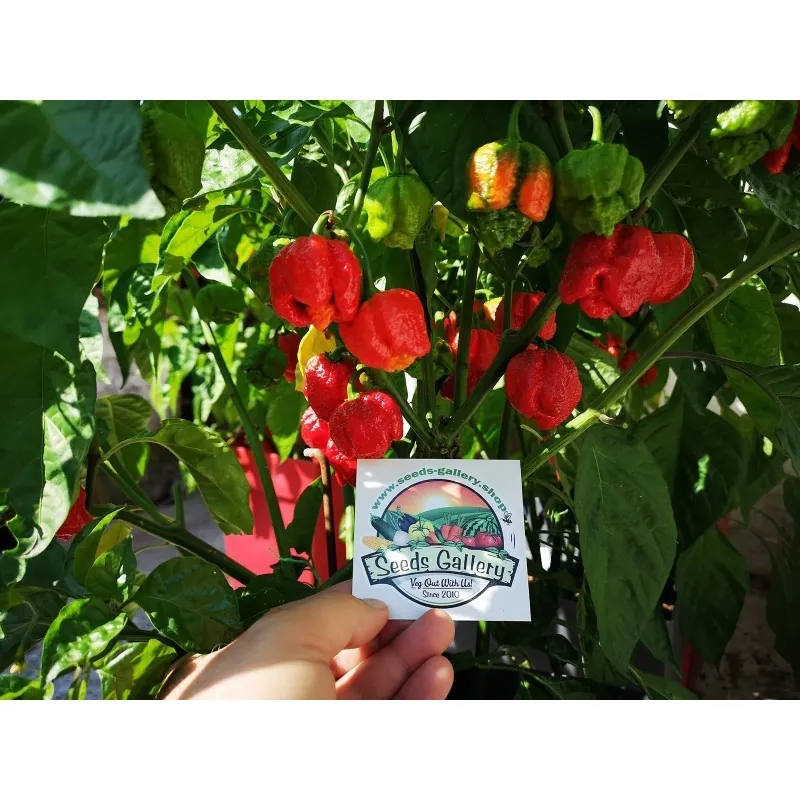 Graines Piments Force Extrême Trinidad Moruga Scorpion