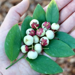 Price: €12.75 - Katuk, Star Gooseberry, Sweet Leaf Frö (Sauropus androgynus) - 