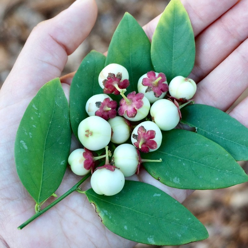 Sementes de KATUK (Sauropus androgynus)