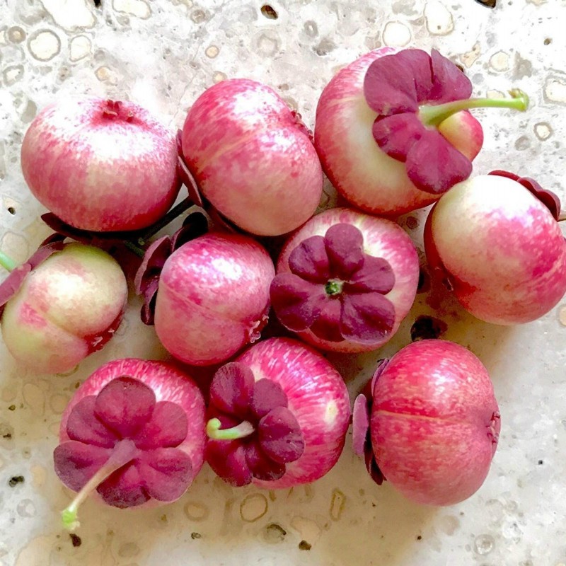 Sementes de KATUK (Sauropus androgynus)