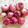 Sementes de KATUK (Sauropus androgynus)