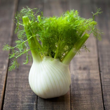 Price: €1.85 - FLORENCE Komorac Seme (Foeniculum vulgare) -