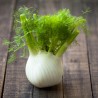 Price: €1.85 - FLORENCE Komorac Seme (Foeniculum vulgare) - 