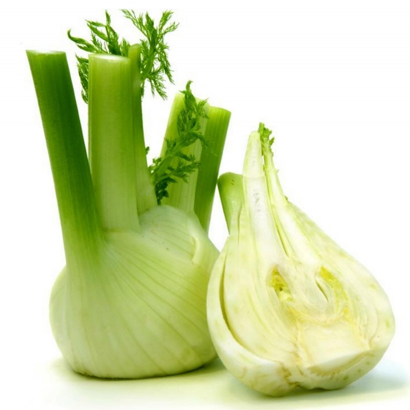 FLORENCE Fennel Seeds large bulbs 1.85 - 3