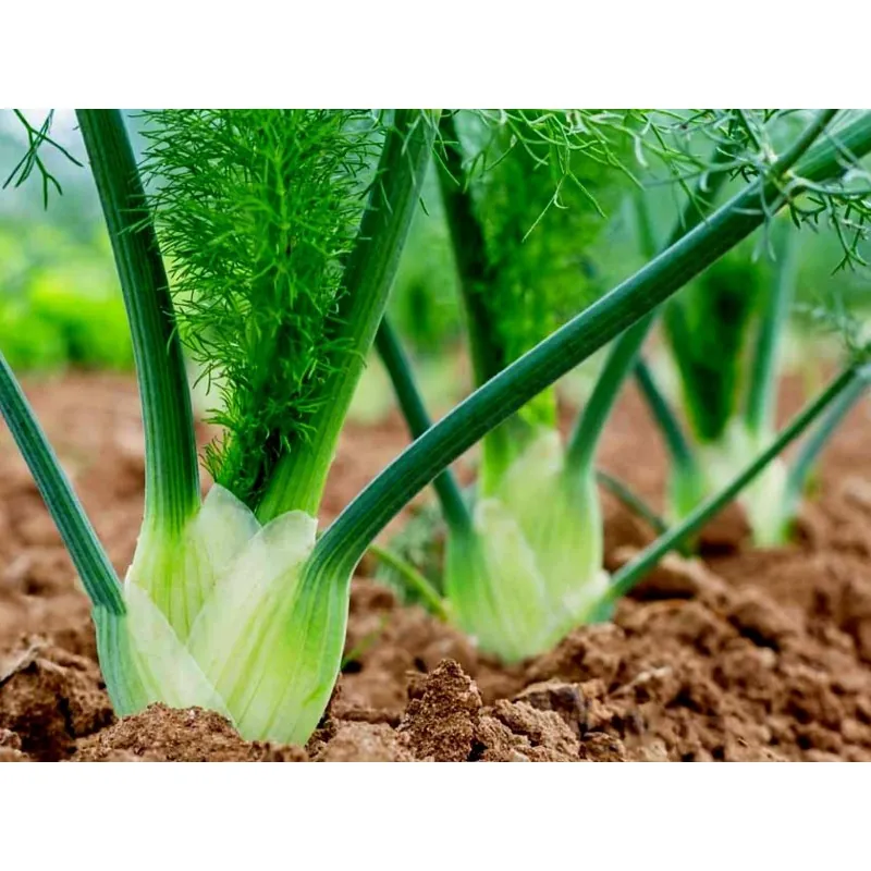 FLORENCE Fennel Seeds (Foeniculum vulgare)