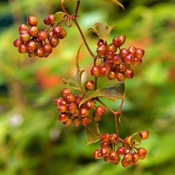 Sementes de Alagacão, Alegra-Campo (Smilax aspera) 2.049999 - 3