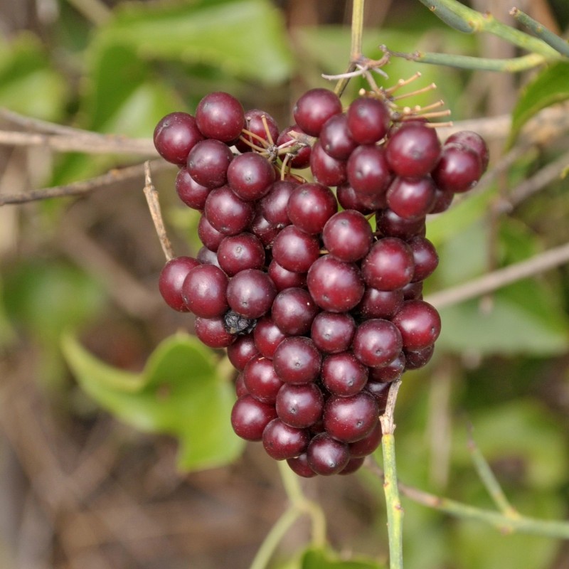 Price: €2.049999 - Common Smilax, Rough Bindweed Seeds (Smilax aspera) - Seeds Gallery