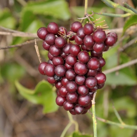 Price: €2.049999 - Common Smilax, Rough Bindweed Seeds (Smilax aspera) - Seeds Gallery