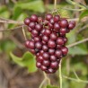 Price: €2.049999 - Common Smilax, Rough Bindweed Seeds (Smilax aspera) - Seeds Gallery