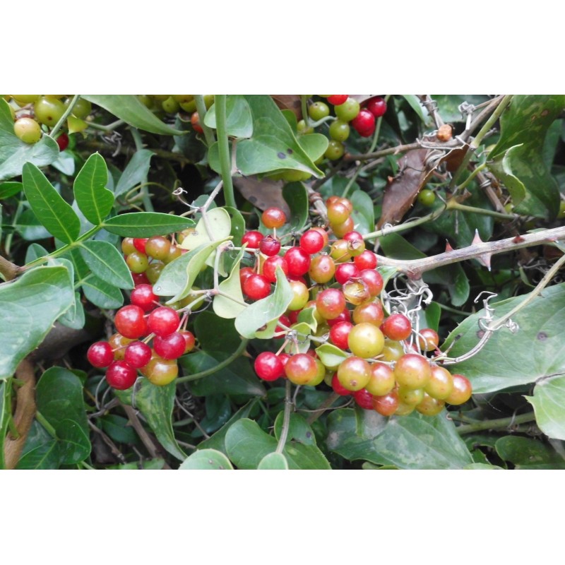 Price: €2.049999 - Common Smilax, Rough Bindweed Seeds (Smilax aspera) - Seeds Gallery