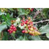 Price: €2.049999 - Common Smilax, Rough Bindweed Seeds (Smilax aspera) - Seeds Gallery
