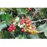 Graines Salsepareille ou Salsepareille d'Europe (Smilax aspera L.)