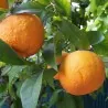 Sementes de Laranja Amarga (Citrus aurantium) 🍊