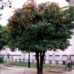 Semillas De Naranjo Amargo Citrus Aurantium Semillas En Paquete 5