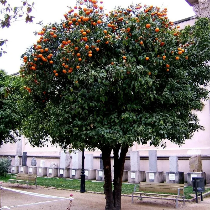 Graines d'orange amère (Citrus aurantium)