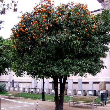 Price: €2.15 - Bitterorange oder Pomeranze Samen -