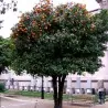 Nasiona pomarańczy gorzkiej (Citrus aurantium)