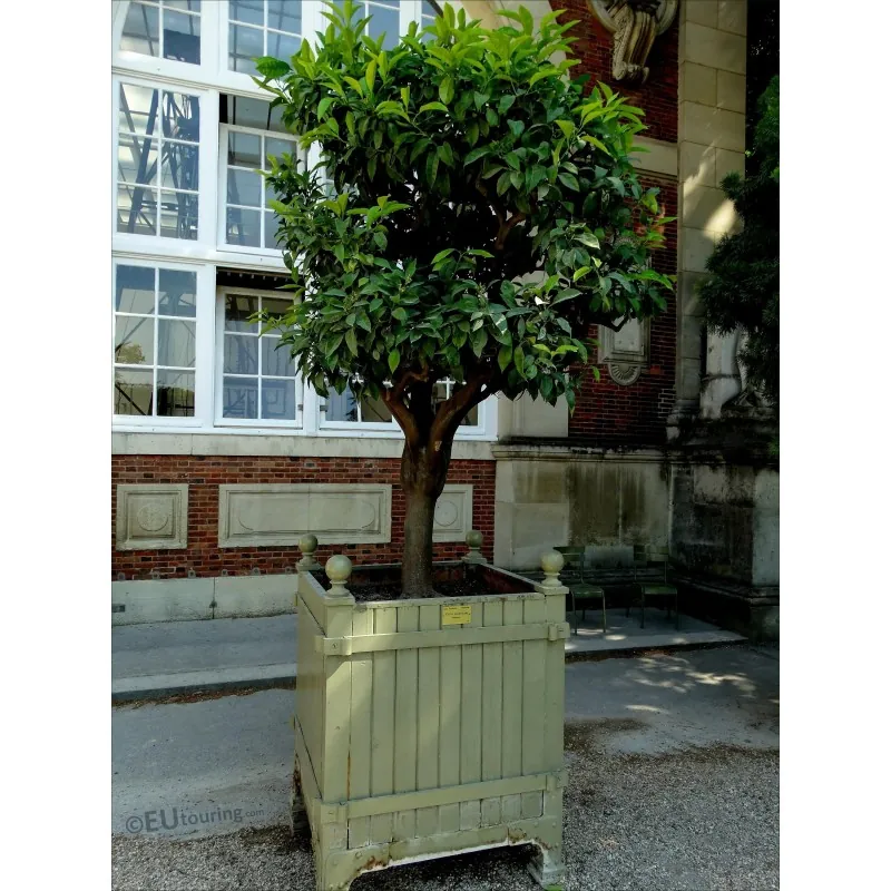 Πικρό Πορτοκάλι Σπόροι (Citrus aurantium)
