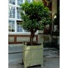 Price: €2.15 - Bitterorange oder Pomeranze Samen - 