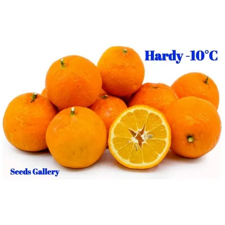 Semillas de Naranja Amarga (Citrus aurantium)