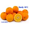 Bitter Orange Seeds (Citrus aurantium) | €2.15