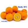Graines d'orange amère (Citrus aurantium)