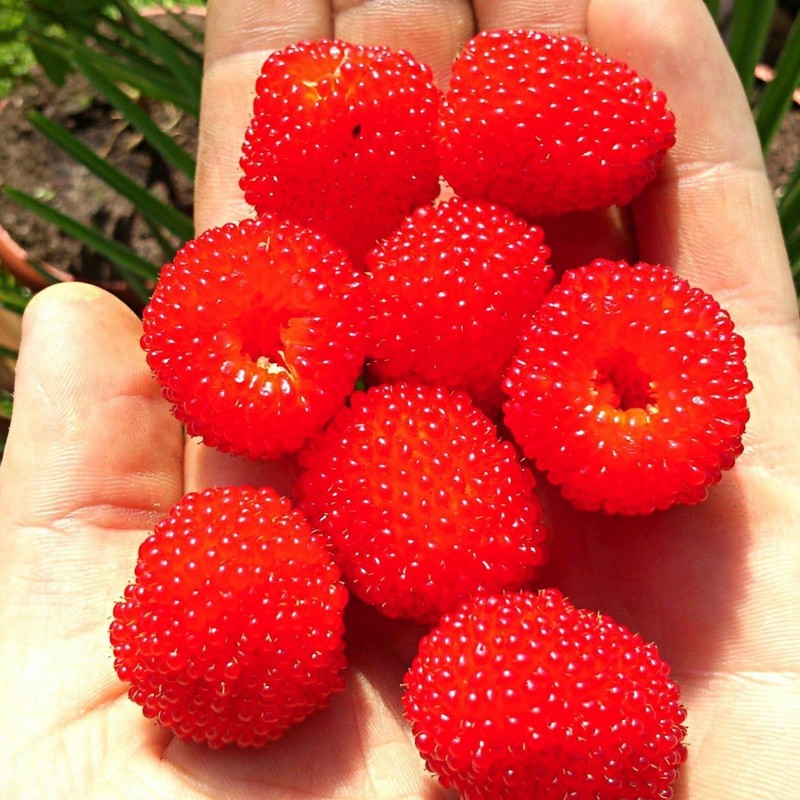 Erdbeer-Himbeere, Japanische Himbeere Samen 0 - 6