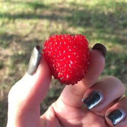 Balloon Berry, Strawberry Raspberry Seeds 0 - 2