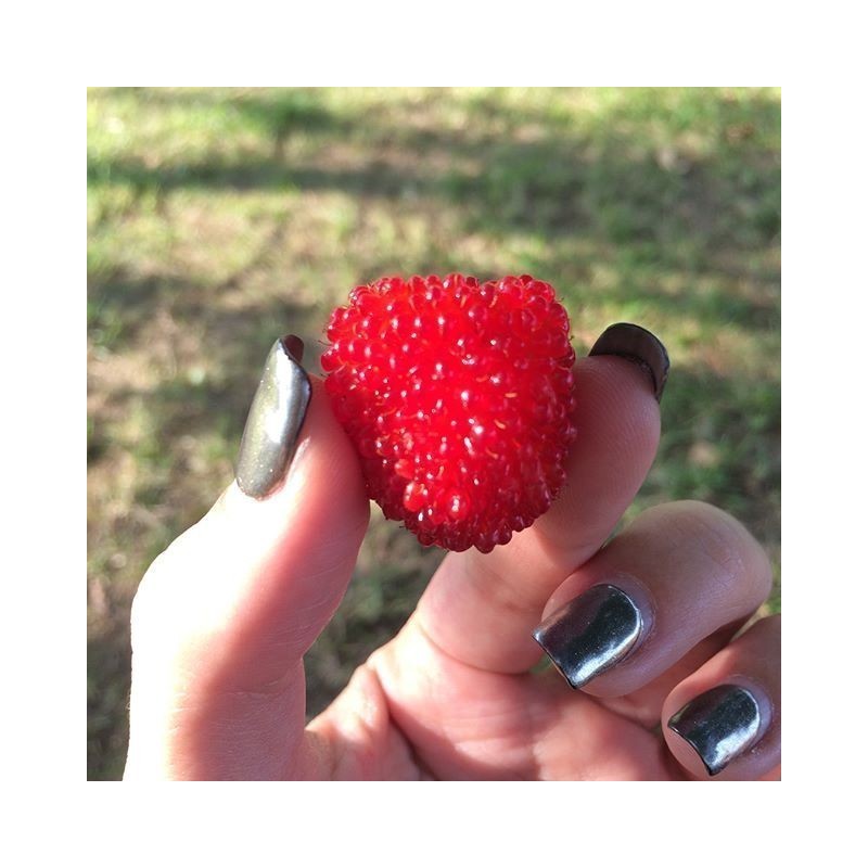 Price: €1.95 - Balloon Berry, Strawberry Raspberry Seeds - Seeds Gallery