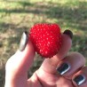 Price: €1.95 - Balloon Berry, Strawberry Raspberry Seeds - Seeds Gallery